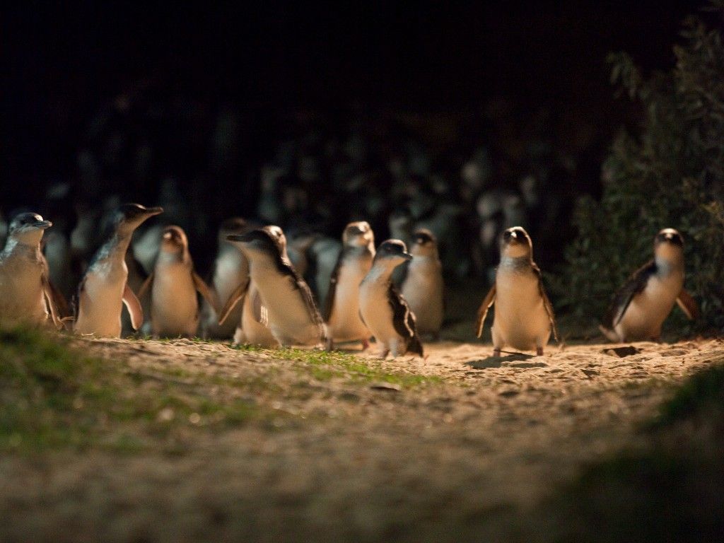 Penguins Parade