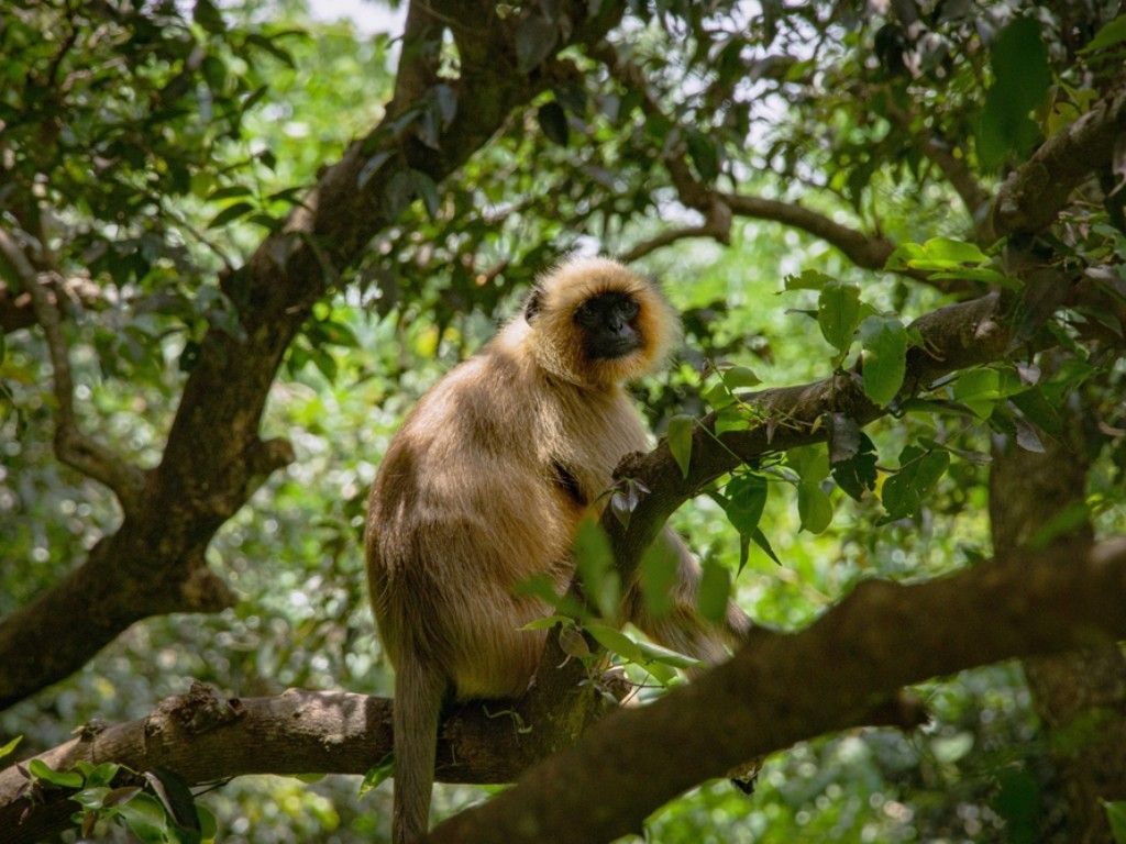 Golden Monkey