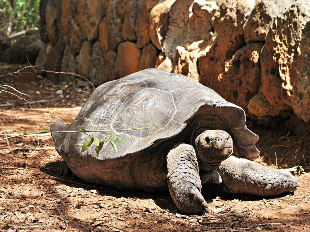 Giant tortoise, Galapagos 
