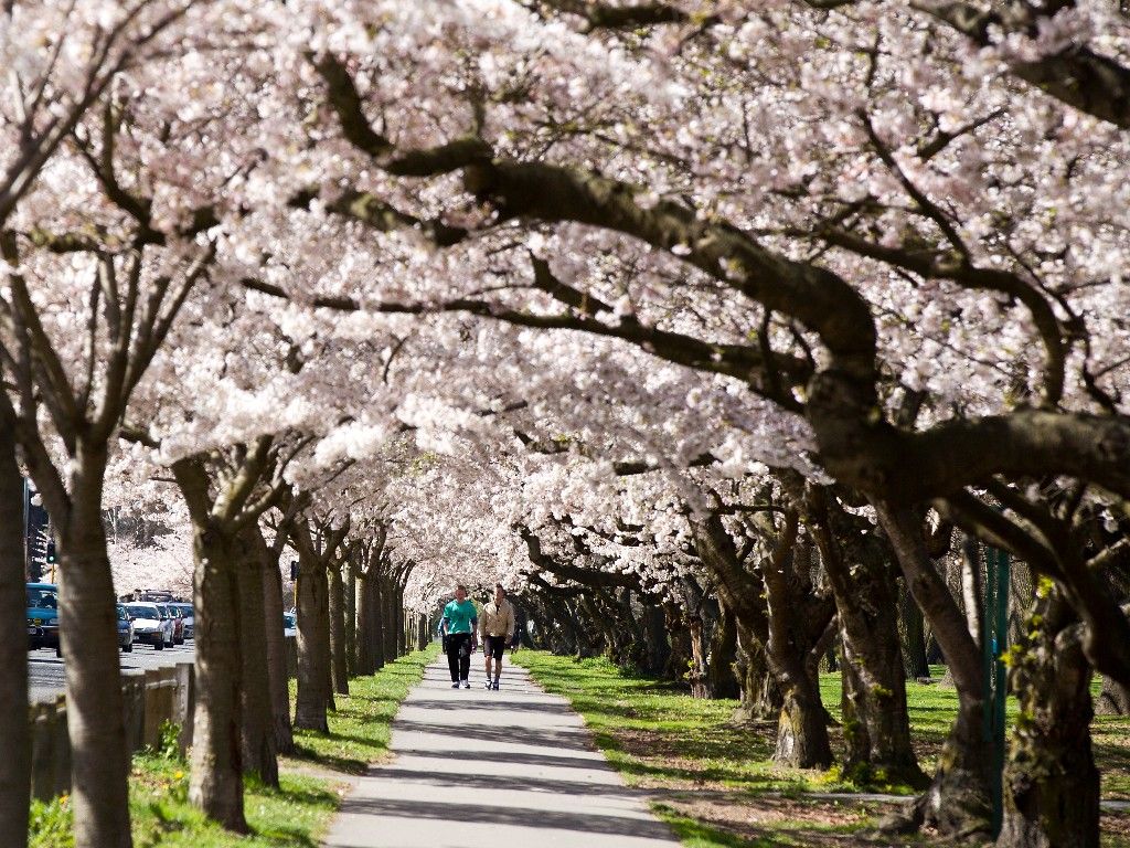 Christchurch - Hagley Park (Spring Time)