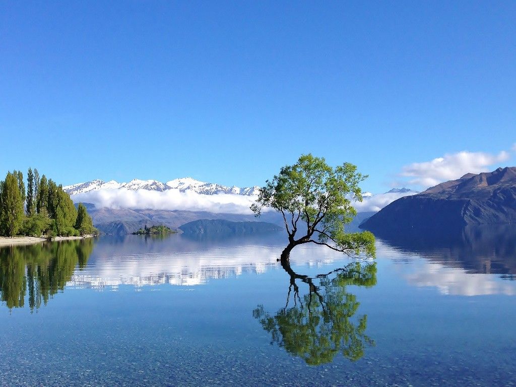 That Wanaka Tree