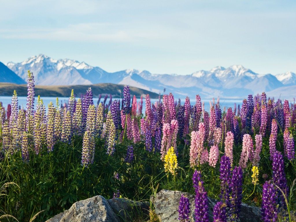 Lupin Flowers at Lake Pukaki and Mount Cook 
