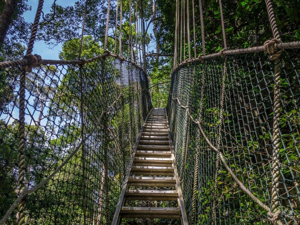 Manyara Treetop Walkway