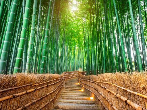 Arashiyama Bamboo Grove