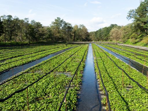 Daio Wasabi Farm