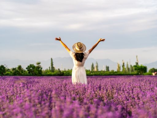 Bridestowe Lavender Farm